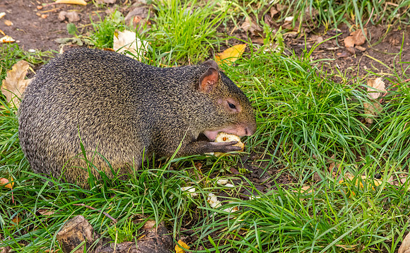 Azara's agouti