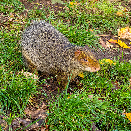 Azara's agouti