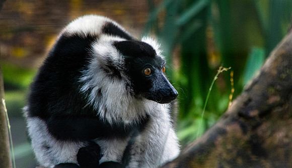 Black and white ruffed lemur