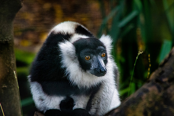 Black and white ruffed lemur