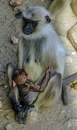 Hanuman langur monkey