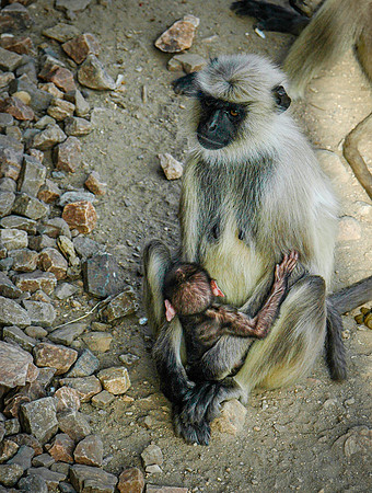 Hanuman langur monkey