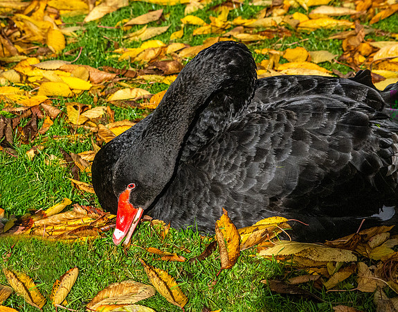 Black swan