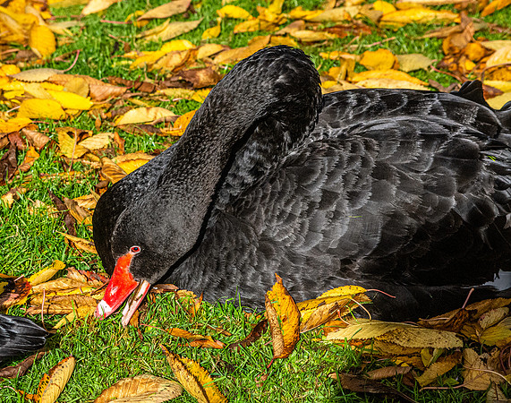 Black swan