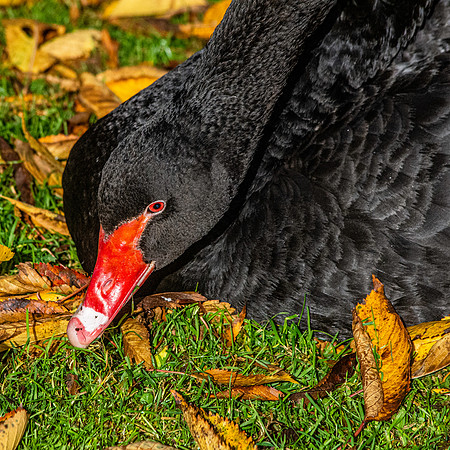 Black swan