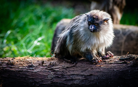 Black tailed marmoset
