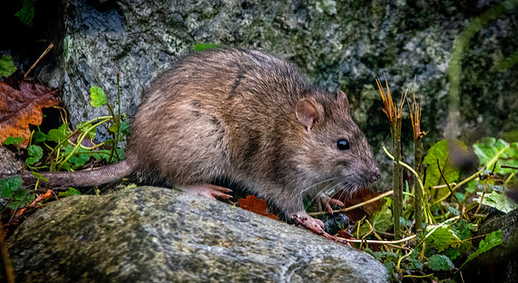 Brown rat
