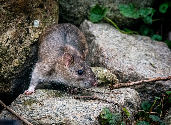 Brown rat