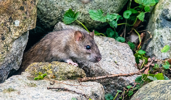 Brown rat