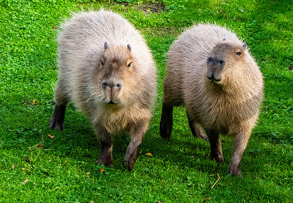 Capybara