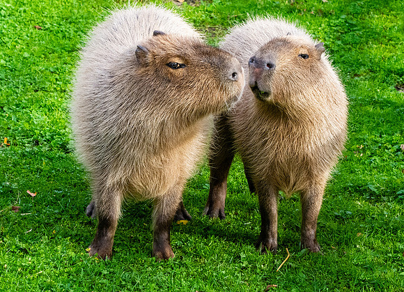 Capybara