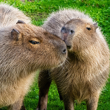 Capybara