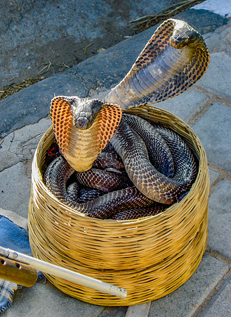 Indian cobra