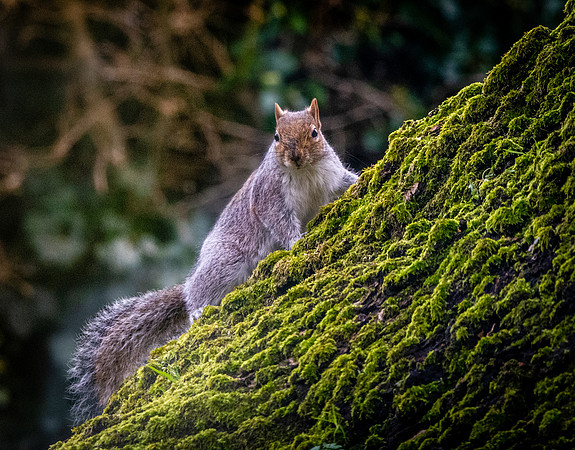 Grey squirrel