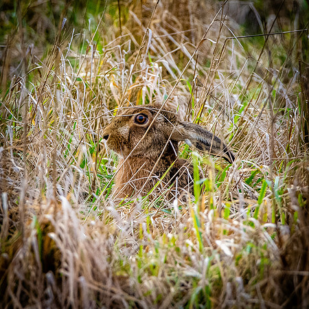 Hare