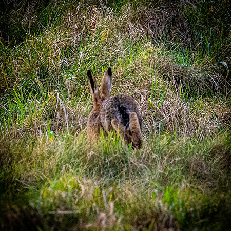 Hare
