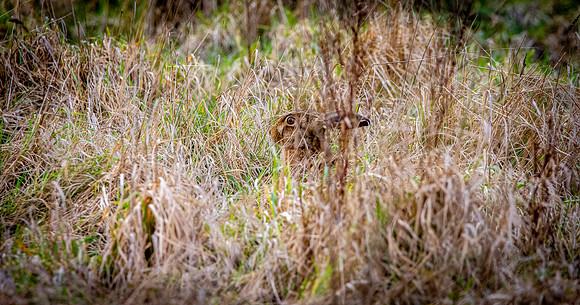 Hare