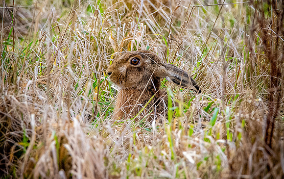 Hare