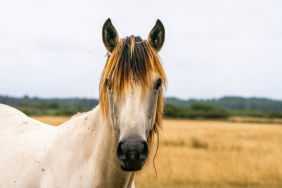 Horse, Medoc, France