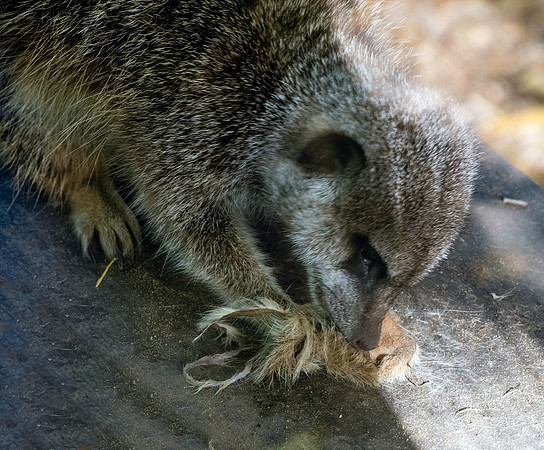 Meerkat