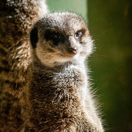 Meerkat