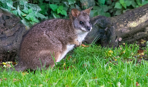 Parma wallaby