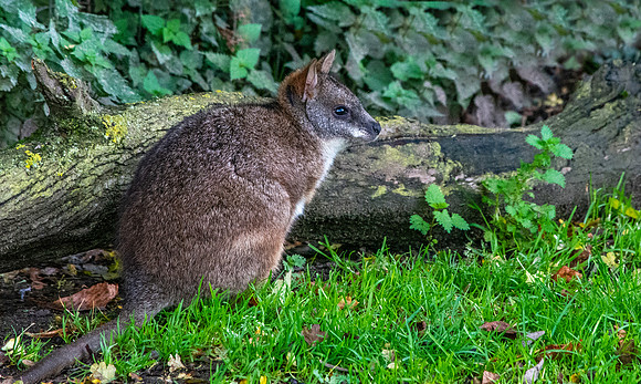 Parma wallaby