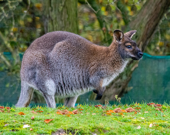 Parma wallaby