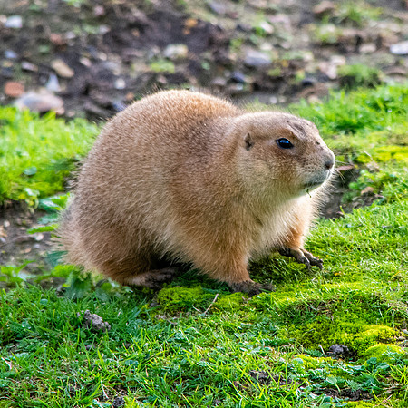 Prairie dog