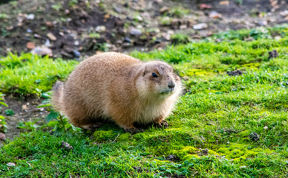 Prairie dog