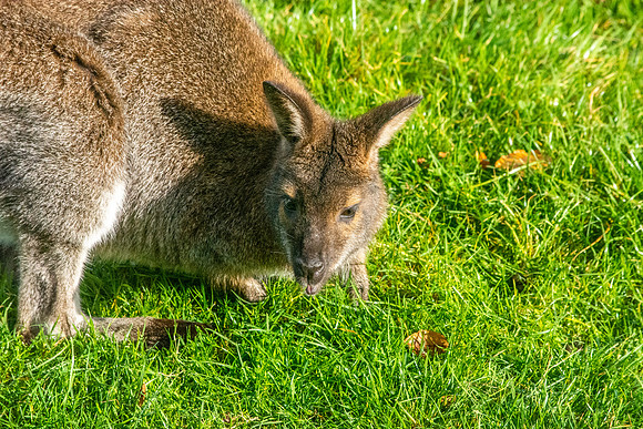 Red necked wallaby