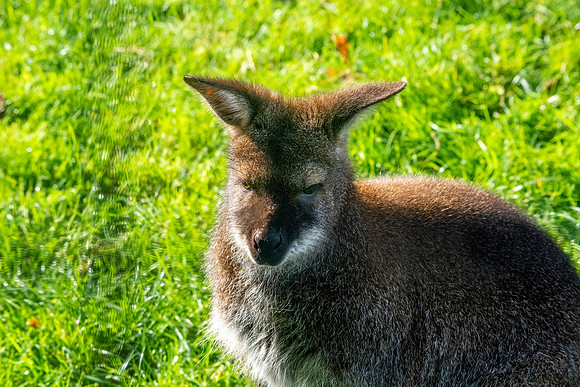 Red necked wallaby