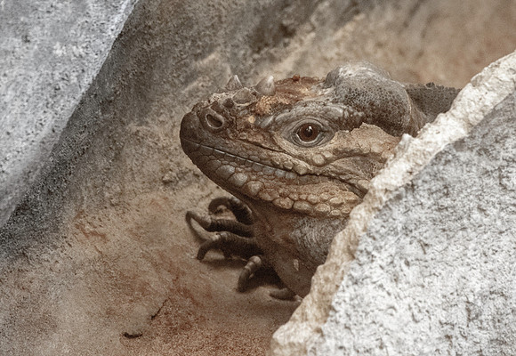 Rhinoceros iguana