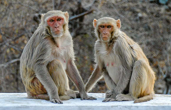 Rhesus macaque