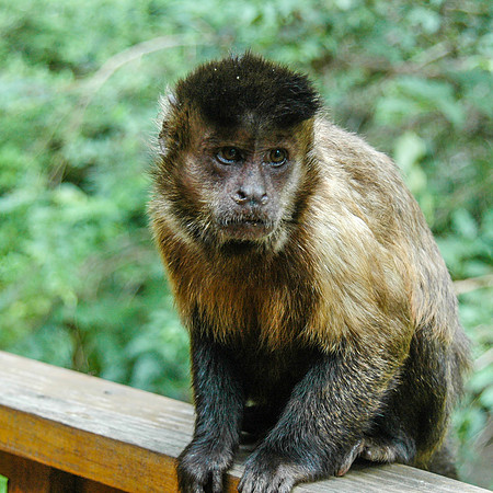 Tufted capuchin monkey
