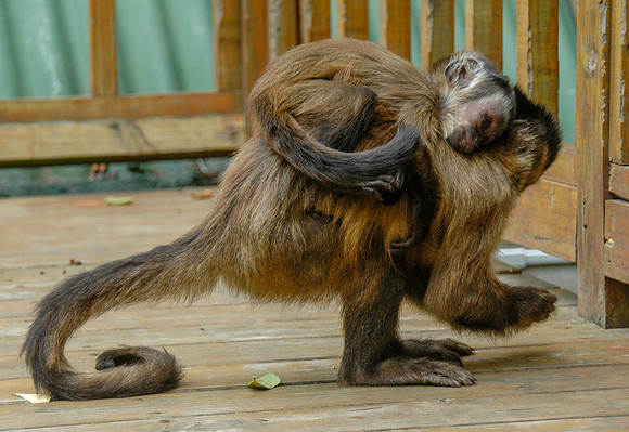 Tufted capuchin monkey