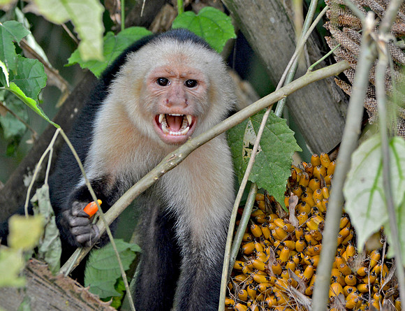 Panamanian white-headed capuchin
