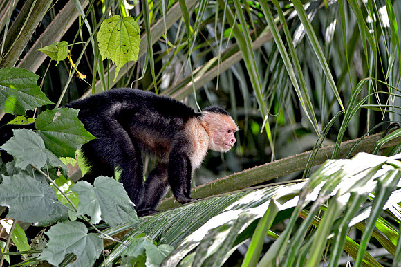 Panamanian white-headed capuchin