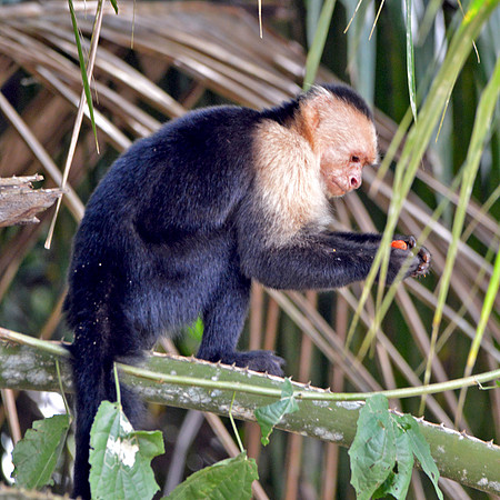 Panamanian white-headed capuchin
