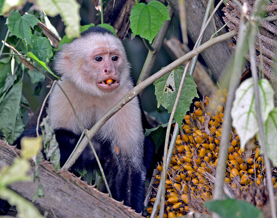 Panamanian white-headed capuchin