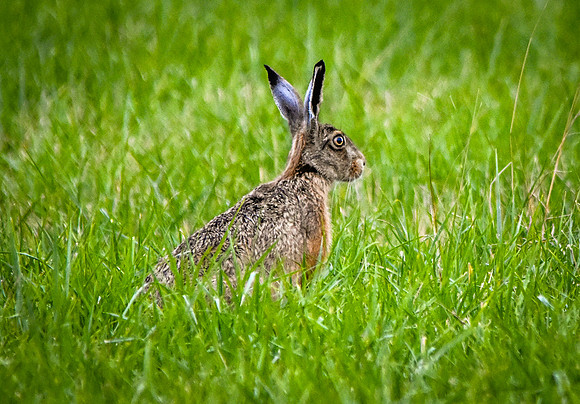 Brown Hare, France