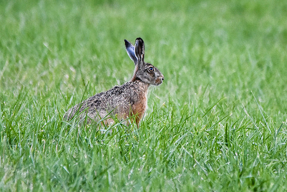 Brown Hare, France
