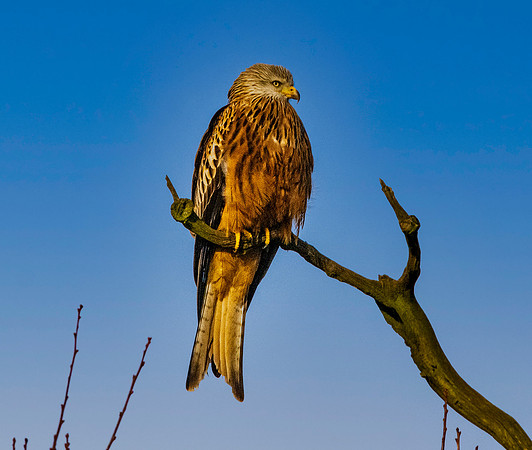Red kite