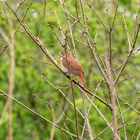 Nightingale