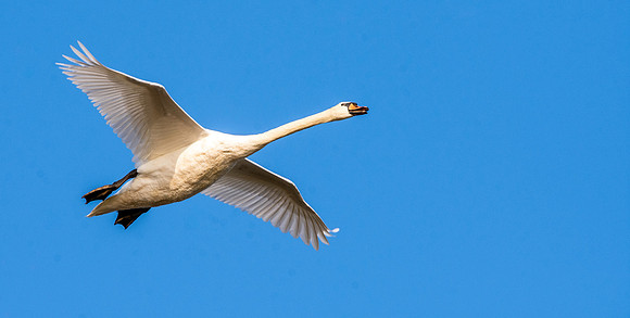 Mute swan