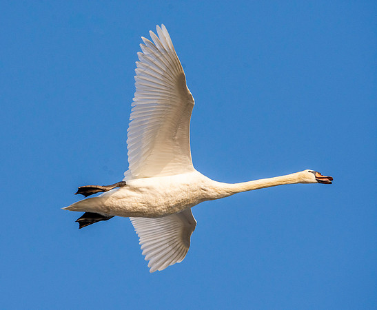 Mute swan