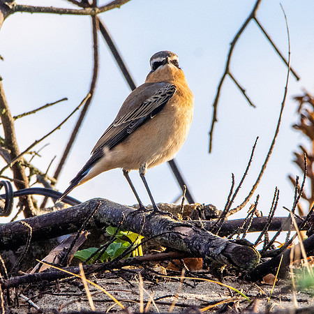 Northern Wheatear