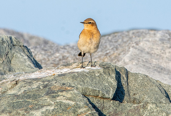 Northern Wheatear