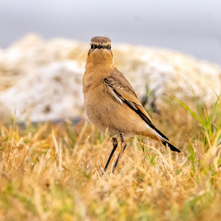 Northern Wheatear