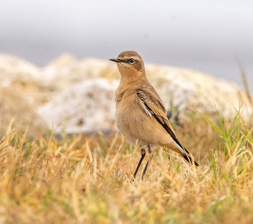 Northern Wheatear